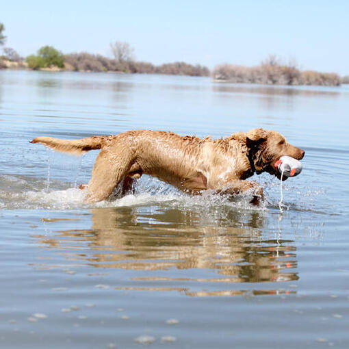 Chesapeake Bay Retriever im Wasser