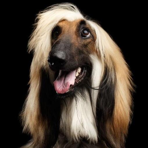  Afghanischer Windhund