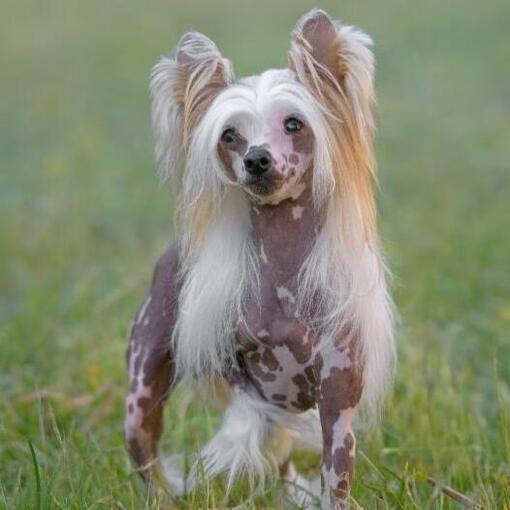 Chinesischer Schopfhund