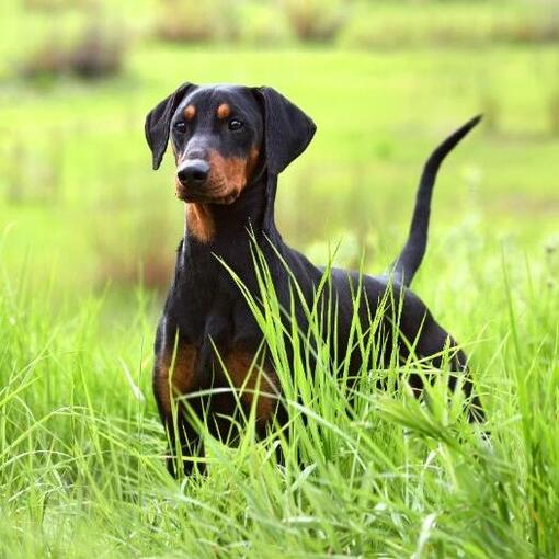 Deutscher Pinscher