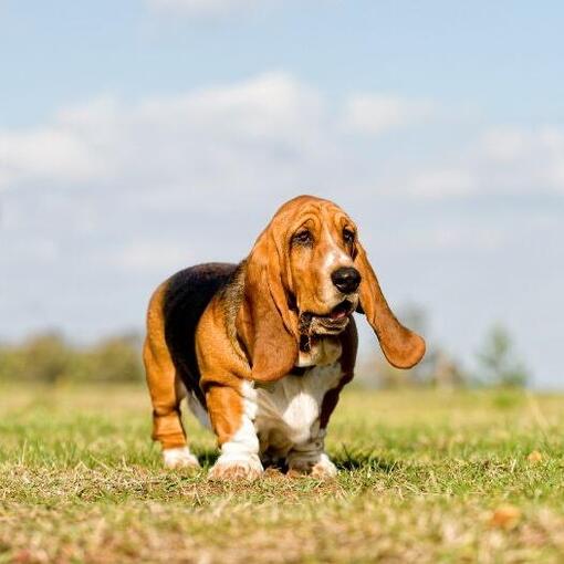 Basset
