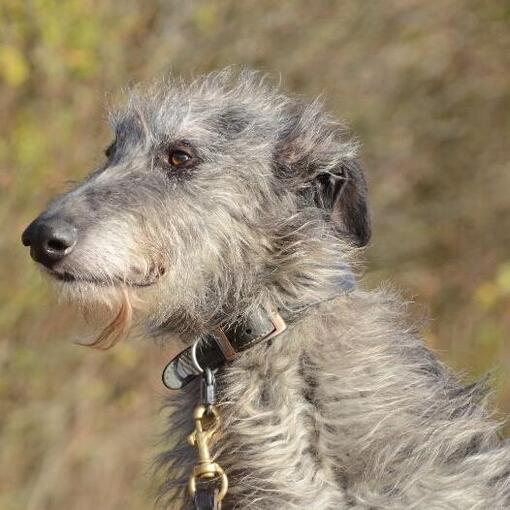 Hirschhund
