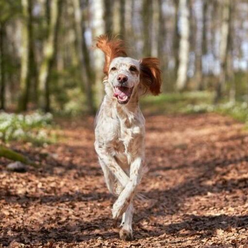 Englischer Setter