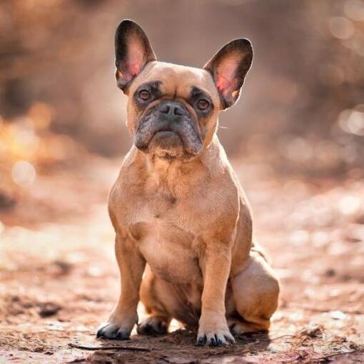 Französische Bulldogge
