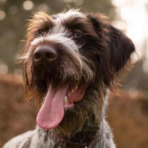 Deutscher Drahthaar Pointer