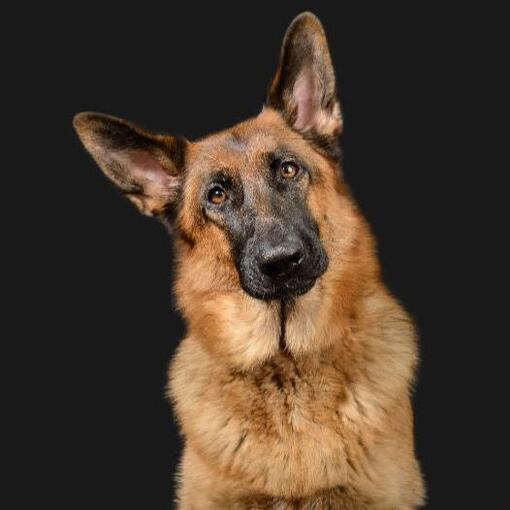Deutscher Schäferhund