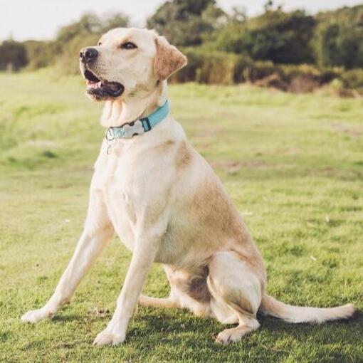 Labrador Retriever