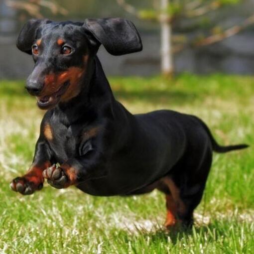 Miniatur-Glattdackel