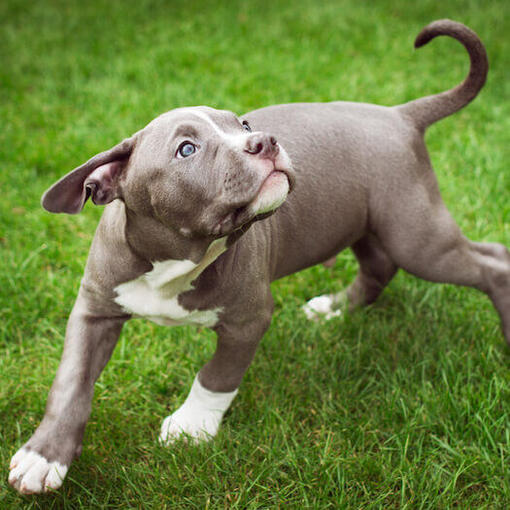 Amerikanische Bulldogge