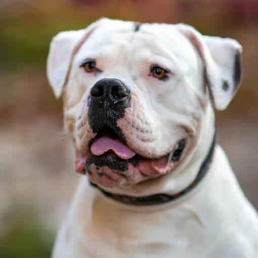 Amerikanische Bulldogge