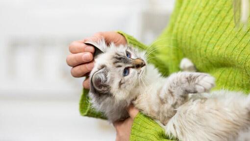 Hellhaariges Kätzchen, das in den Armen seines Besitzers gehalten wird