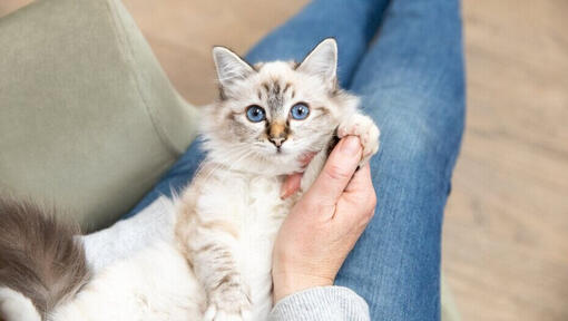 Hellhaariges Kätzchen mit blauen Augen auf dem Schoß des Besitzers.
