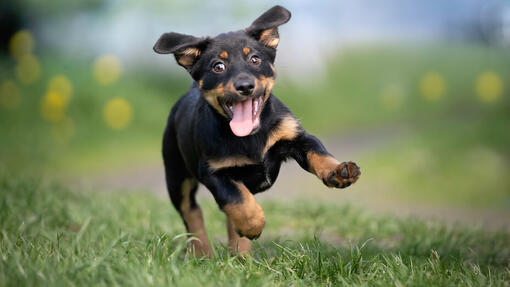 Hund im Park