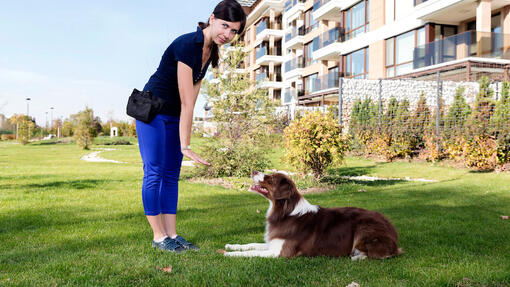  Trainer, der Hund unterrichtet