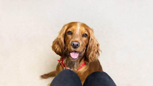  Brauner Spaniel mit rotem Kragen und herausgestreckter Zunge.