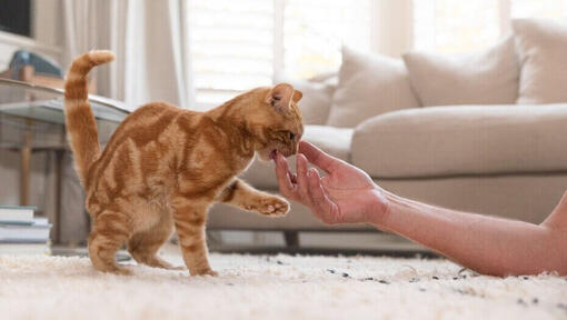 Ingwerkätzchen beißt menschliche Hand