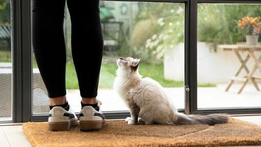 Katze wartet mit Besitzer an der Tür
