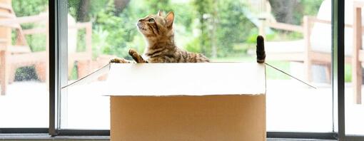 Umzug mit der Katze