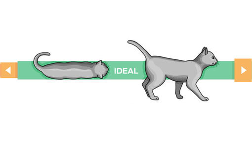 Infografik Idealgewicht Katze
