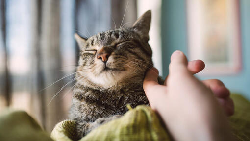 Mit dem Finger die Wange der Katze streicheln