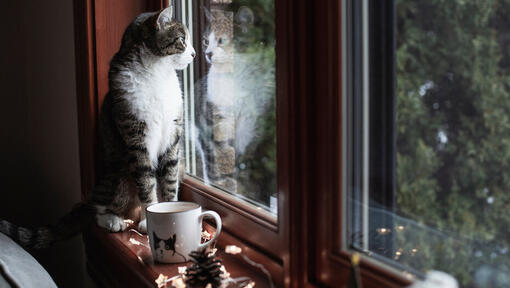 Katze sitzt auf der Fensterbank und schaut nach draußen