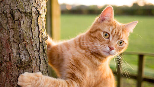 Freigänger Katze: Worauf du achten musst