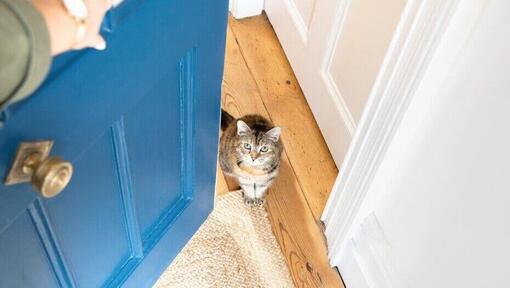 Katze wartet an der Tür
