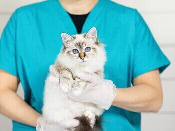  Katze wird vom Tierarzt festgehalten