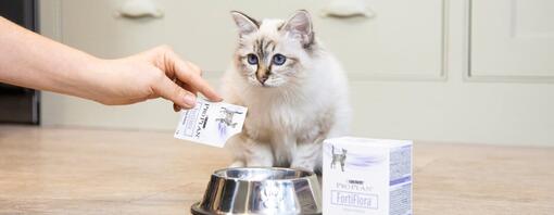 Probiotika für Katzen: Warum sie so wichtig sind