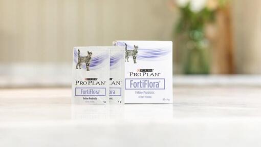 Probiotics for cats: why they are so important