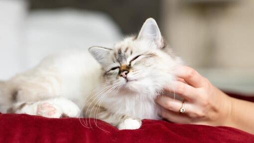 Probiotics for cats: why they are so important