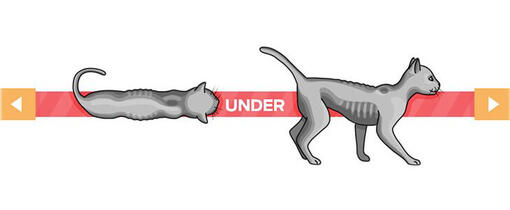 Wie Viel Sollte Eine Katze Wiegen Katzen-Gewicht: Wie viel soll eine Katze wiegen? | PURINA