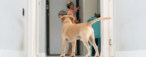 Hund folgt Person