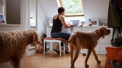 Hunde in einem Zimmer