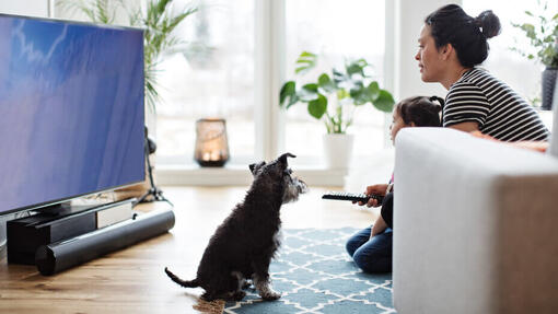 Hund schaut Person an