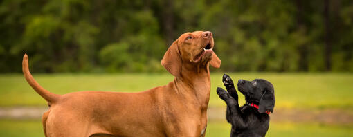 Wie man einen erwachsenen Hund an einen Welpen gewöhnt