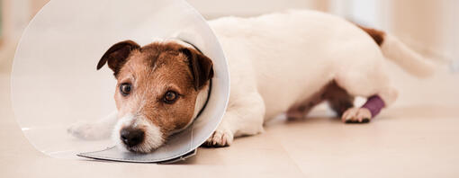 Wie du verhindern kannst, dass dein Hund seine Wunde leckt