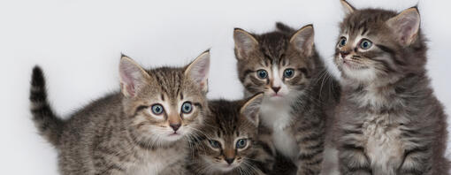 25 interessante Fakten über Katzenbabys