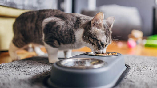Wie viel Futter braucht eine Katze?