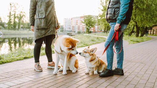 Wie man einen erwachsenen Hund an einen Welpen gewöhnt