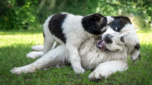 Wie man einen erwachsenen Hund an einen Welpen gewöhnt