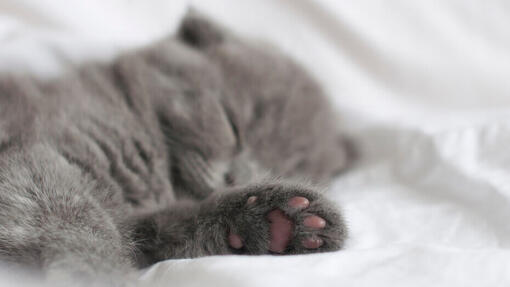 25 interessante Fakten über Katzenbabys