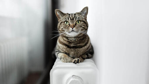 25 interessante Fakten über Katzenbabys