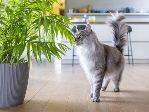 PURINA ONE DualNature