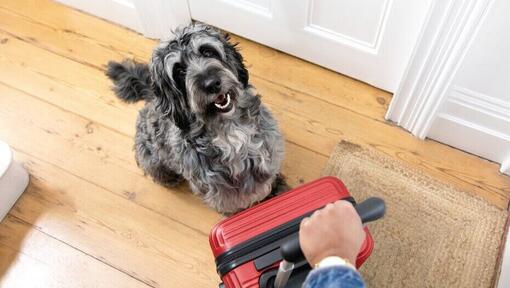 Grauer Hund sitzt neben einem roten Koffer
