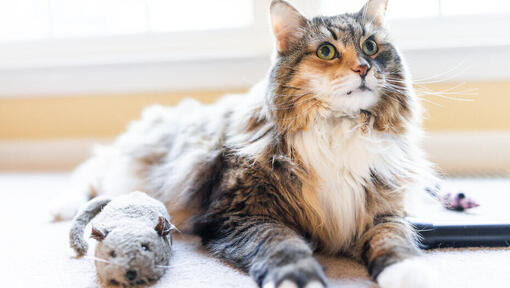 Die besten Spielzeuge für ältere Katzen