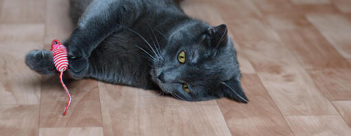 Die besten Spielzeuge für ältere Katzen
