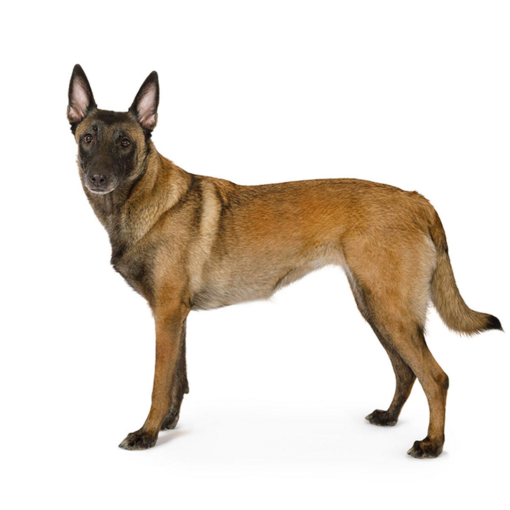 Belgischer Schäferhund Malinois Hunderasse