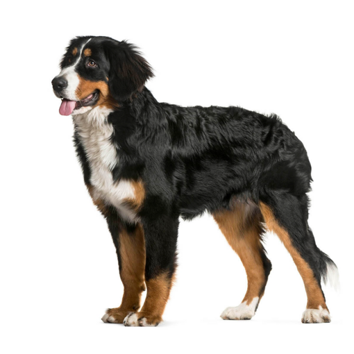 Rasse des Berner Sennenhundes