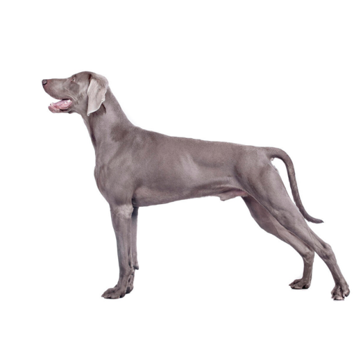 Hunderasse Weimaraner (kurzes/glattes Fell).